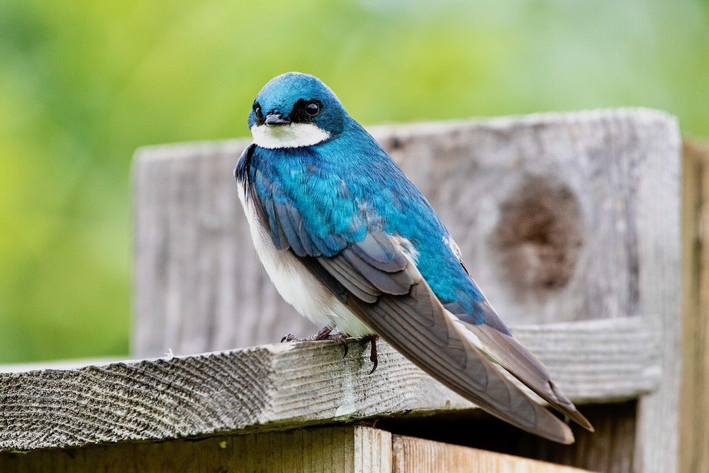 Tree Swallow by Colin Durfee is licensed under CC BY 2.0.